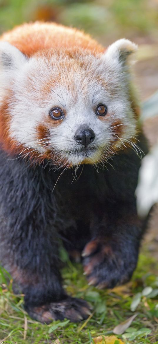 red panda, animal, glance, wildlife