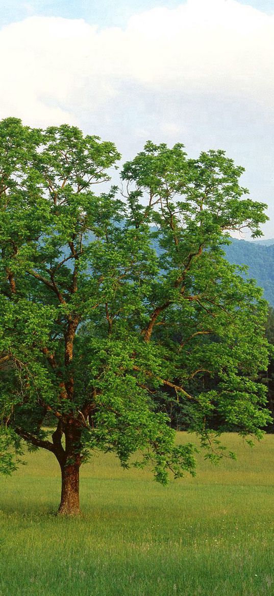 tree, field, lonely, summer, branches, mountains, wood