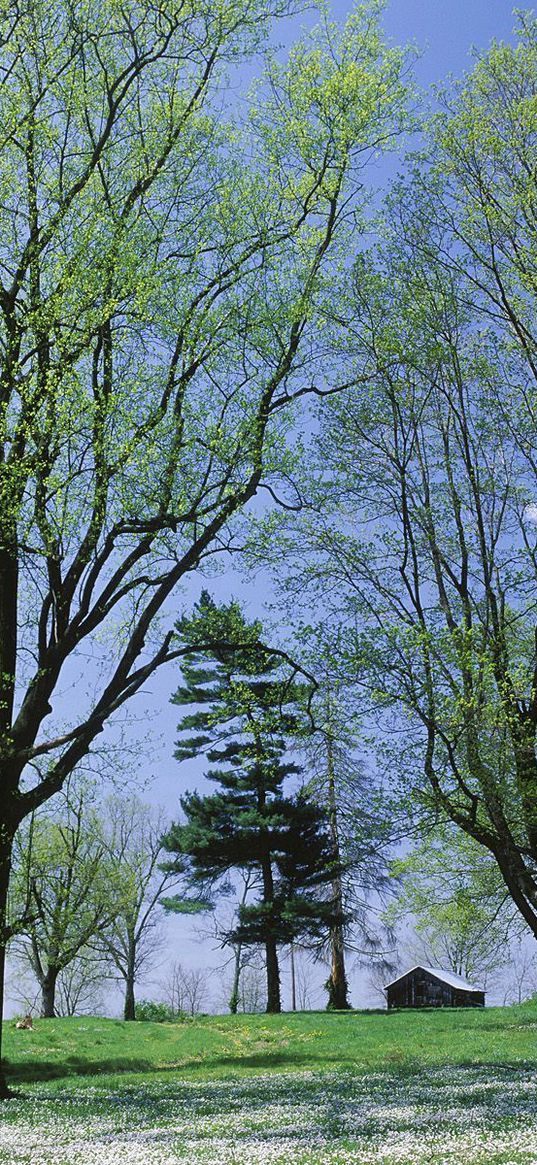 trees, spring, flowering, leaves, kidneys, house