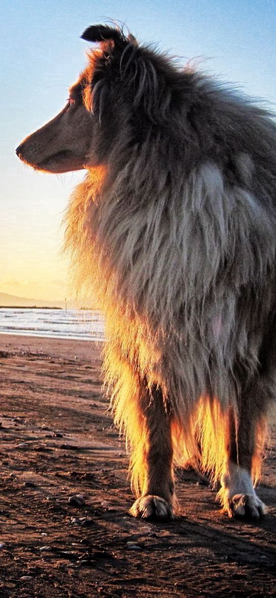 dog, collie, sun, beach