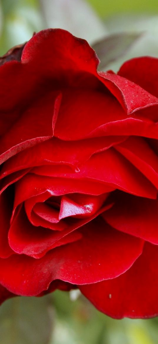 rose, flower, red, bud, close-up