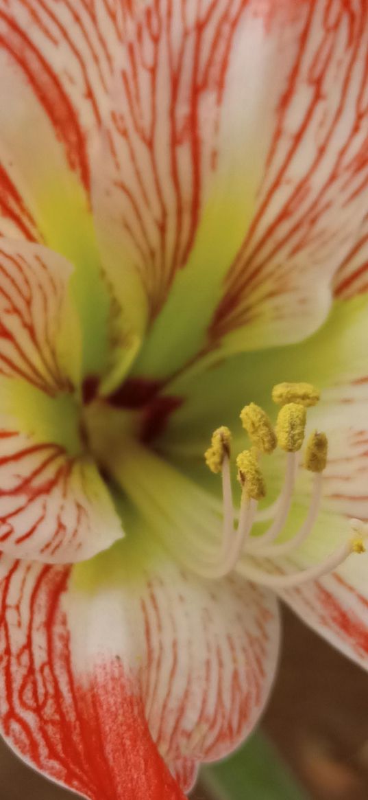 amaryllis hippeastrum, flower, stamens, macro, pink