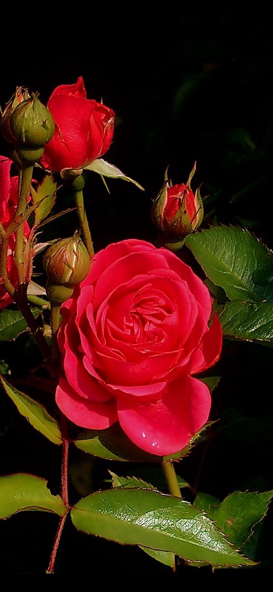 roses, flowers, buds, bush, leaves, herbs