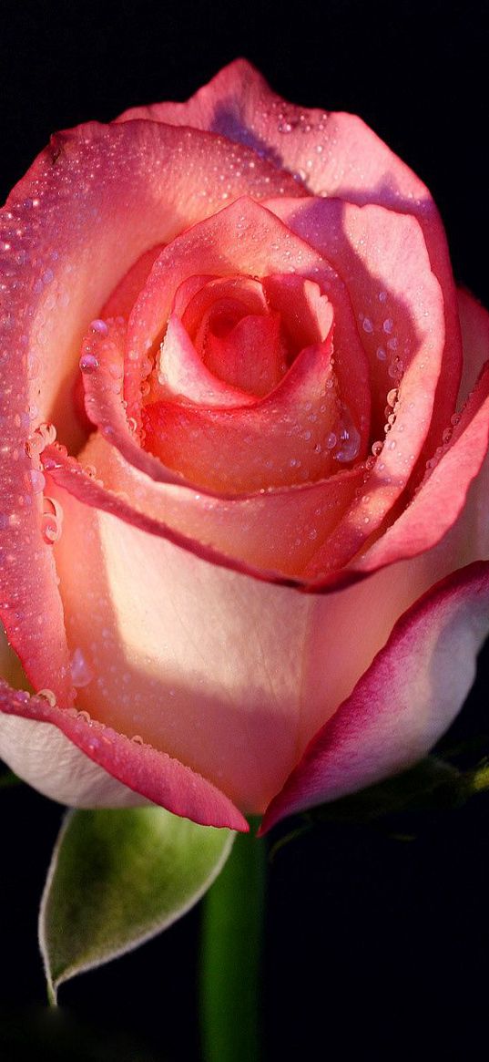 rose, flower, bud, background, drops, stem