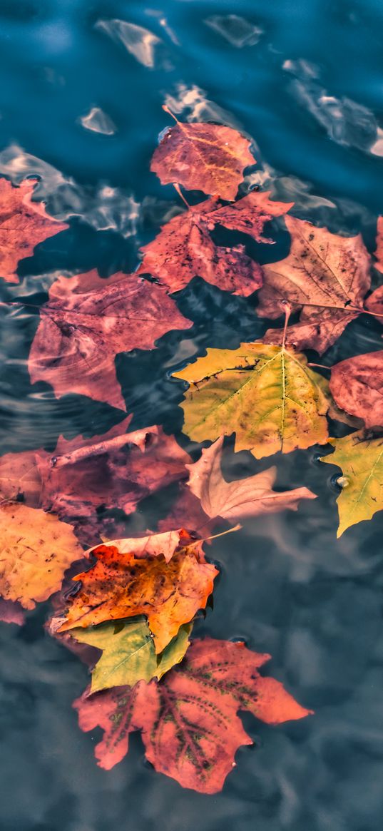 fallen leaves, leaves, water, macro, autumn