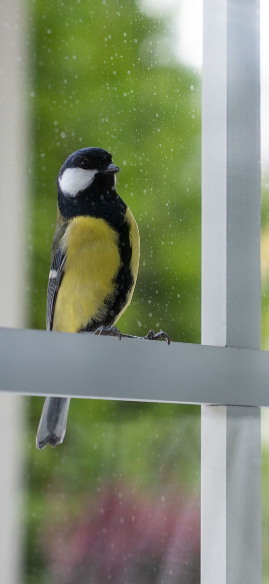 chickadee, bird, glance, window