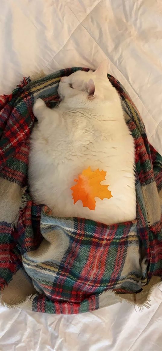 king duncan, fat cat, cat, plaid, autumn, cozy