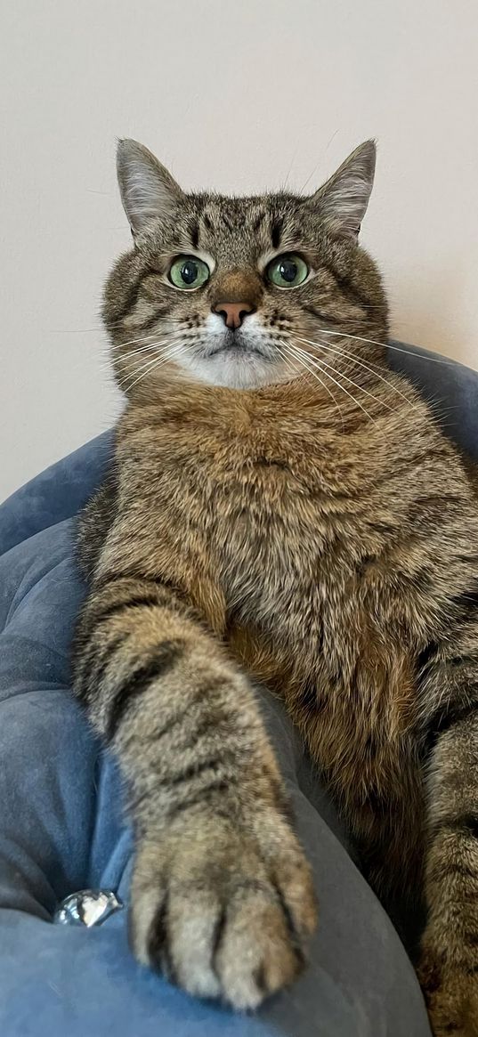 stepan, cat stepan, pet, glance, posture, funny