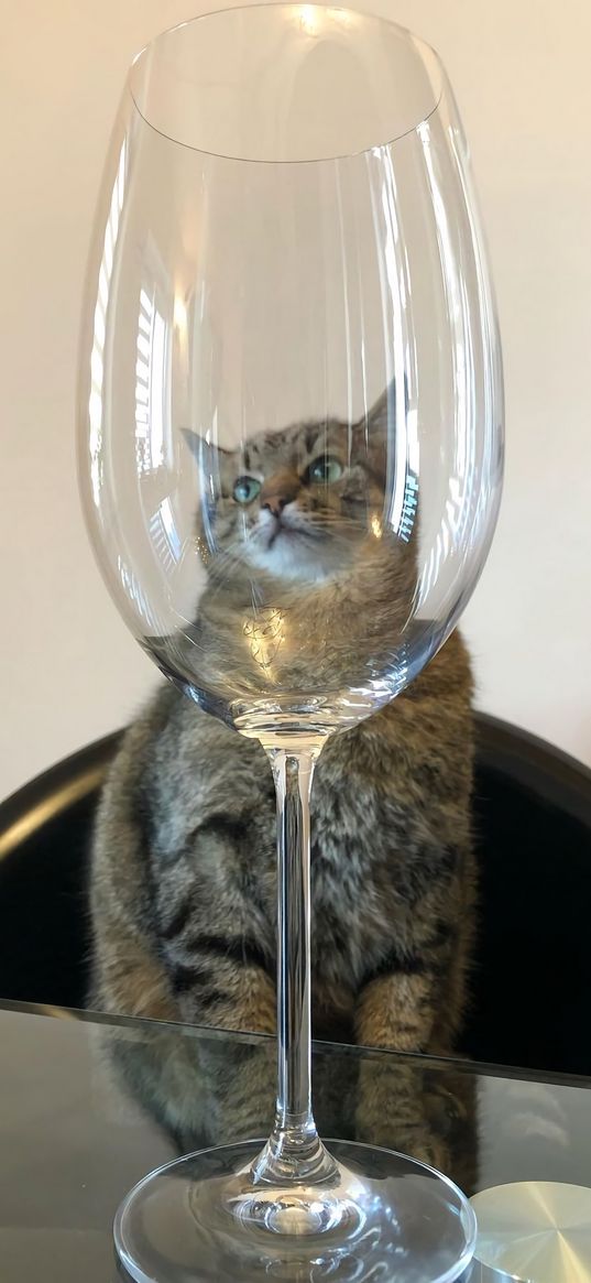 stepan, cat stepan, cat, glass, funny