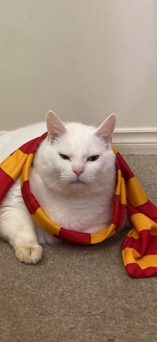 king duncan, fat cat, cat, scarf