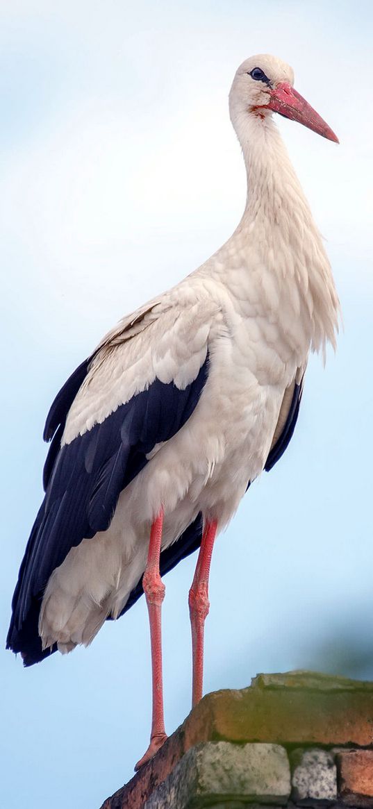 stork, bird, photo, white