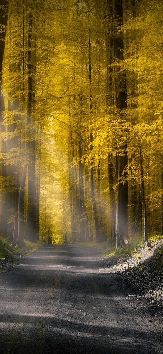 sun rays, forest, landscape, path