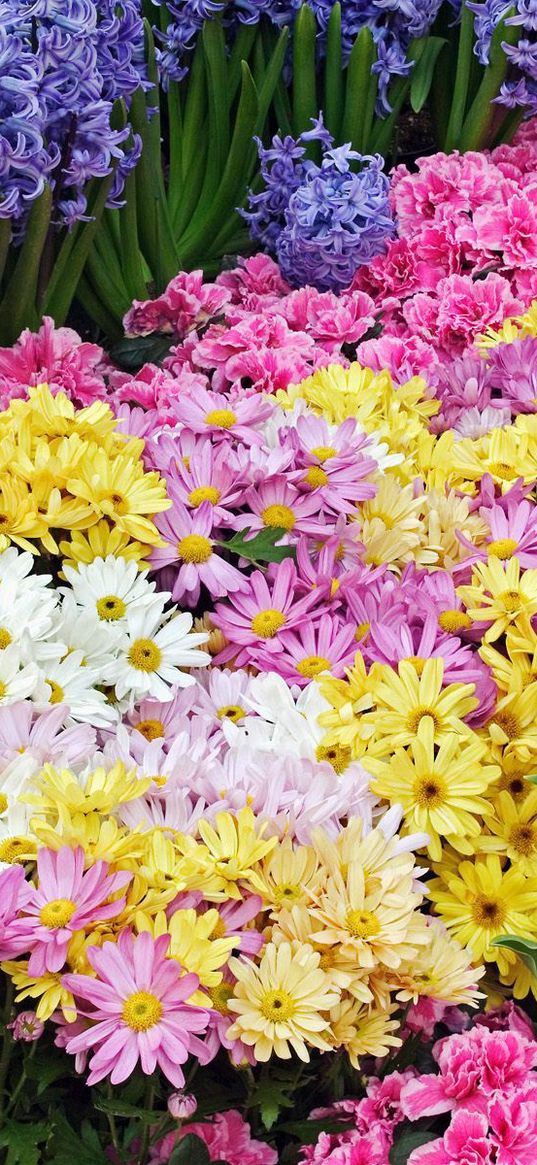 chrysanthemums, tulips, flower, flowerbed, beauty