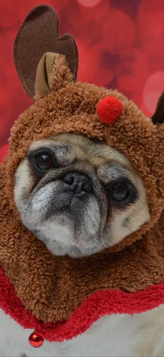 pug, dog, glance, costume, funny, new year