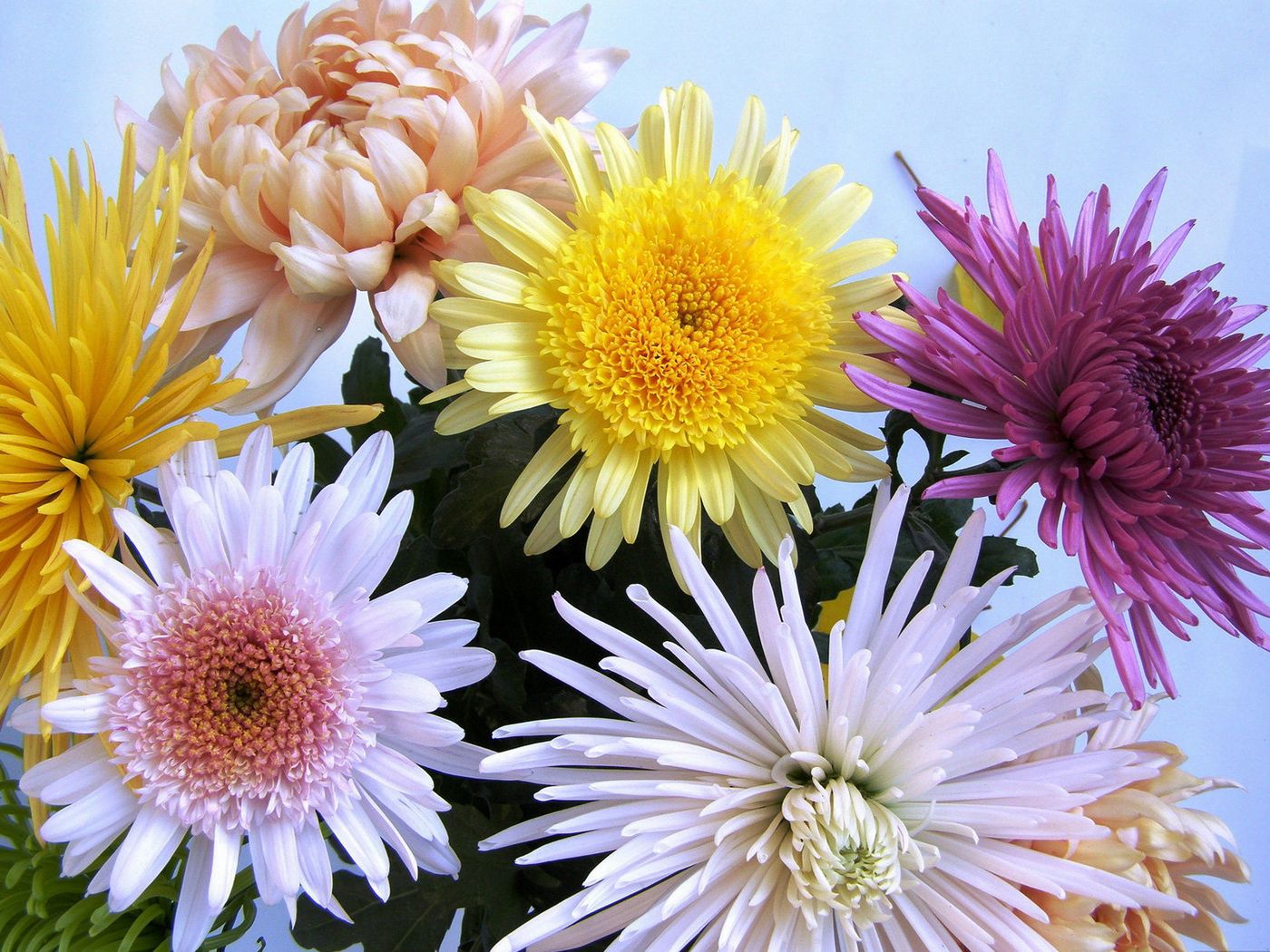 chrysanthemums, flowers, bouquet, different