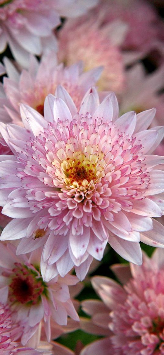 chrysanthemums, flowers, pink, beauty