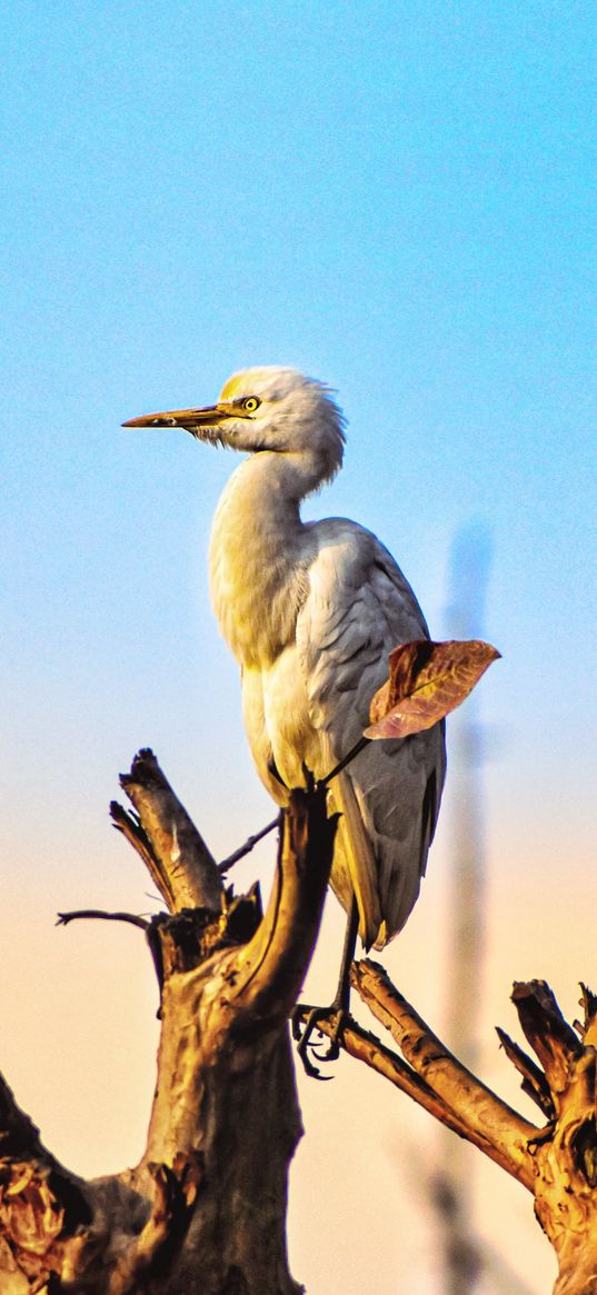 egyptian heron, bird, bird on tree, blue sky