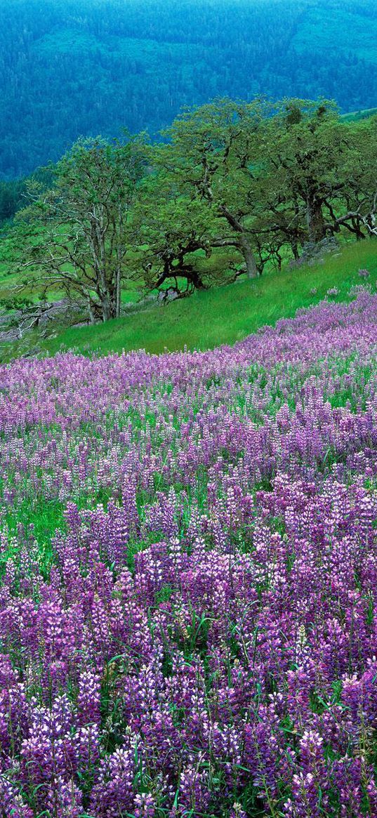 flowers, mountains, slope, grass, green, lilac