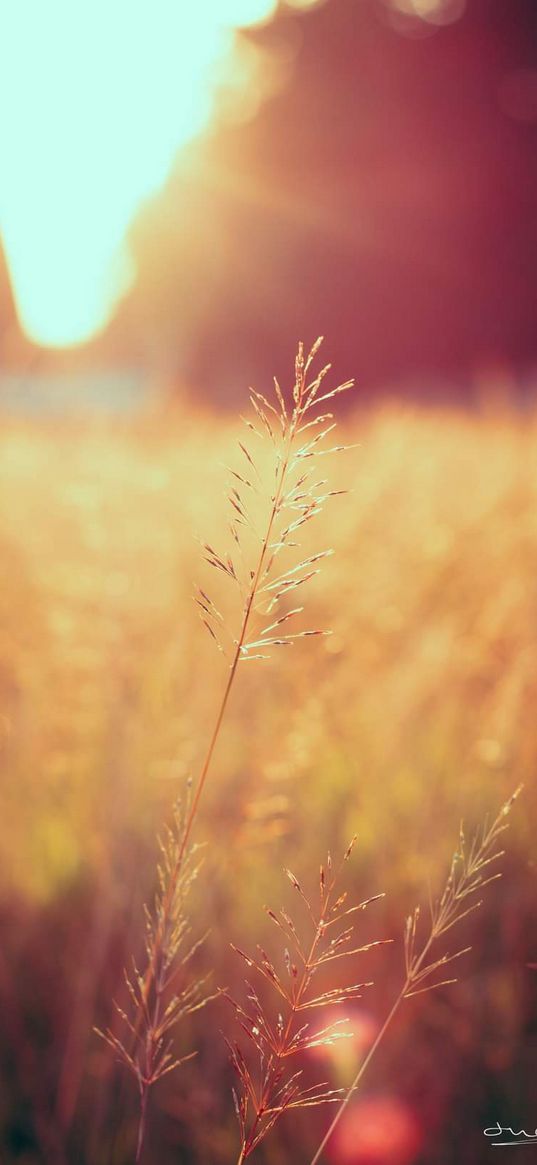 sunset, grass, light, noon