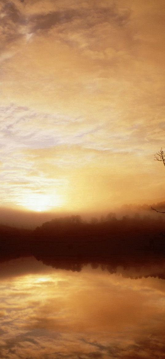 morning, fog, lake, trees, dawn, outlines