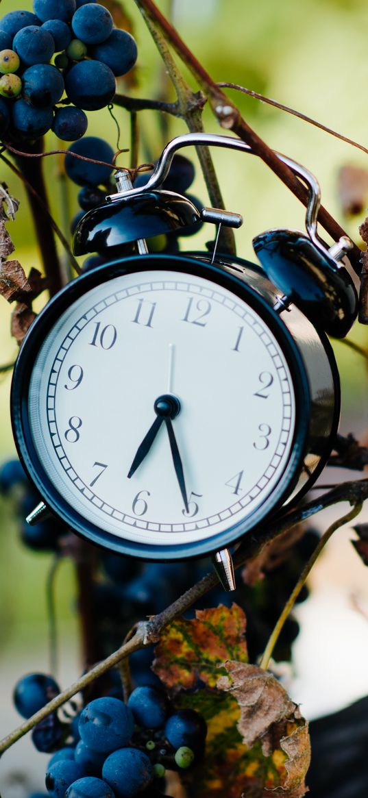 alarm clock, clock, grapes, branches, time