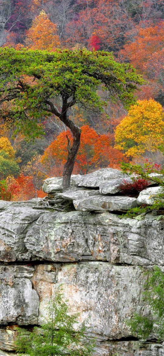 tree, plates, autumn, leaves