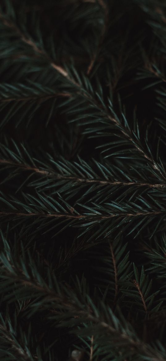 spruce, branches, needles, green, macro, dark