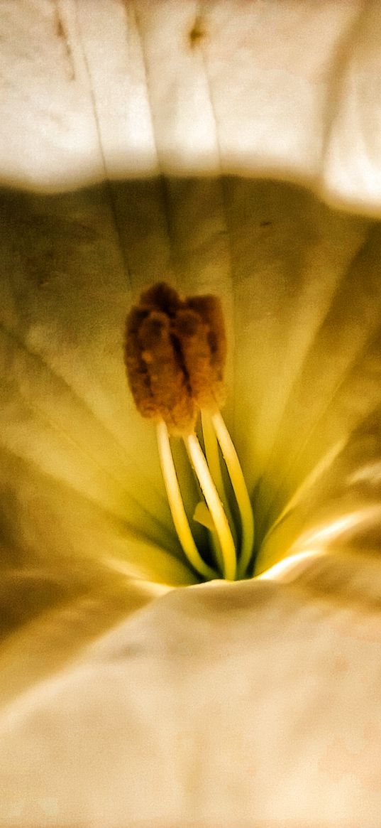 flower, stamens, macro, white