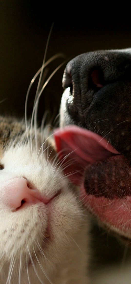 dog, cat, tongue, lick