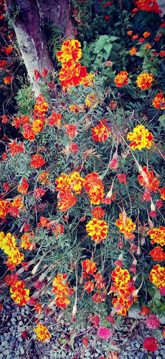 flowers, marigold, yellow, red, nature