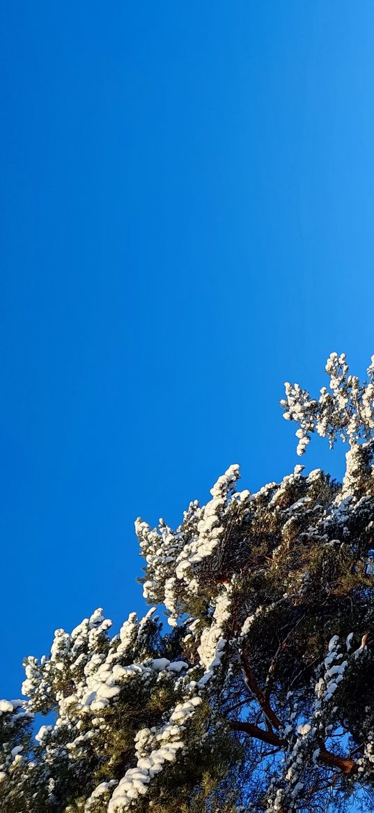 trees, blue sky, winter, nature