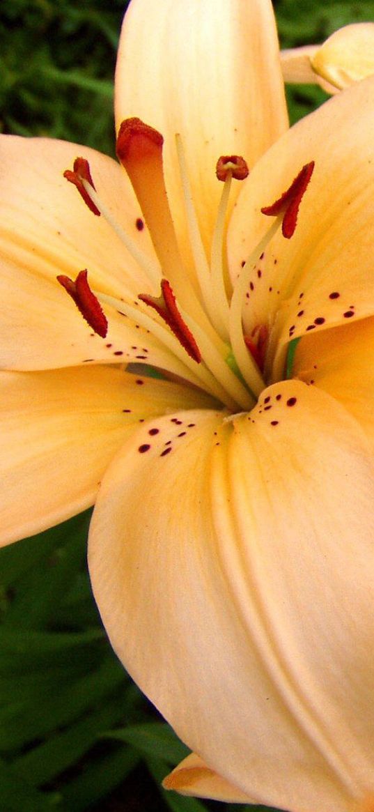 lilies, flowers, stamens, petals, buds, close-up