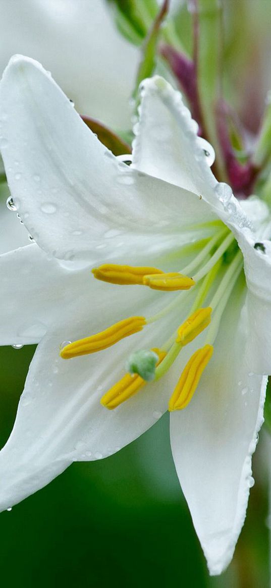 lily, flower, drops, stamens, freshness, close-up