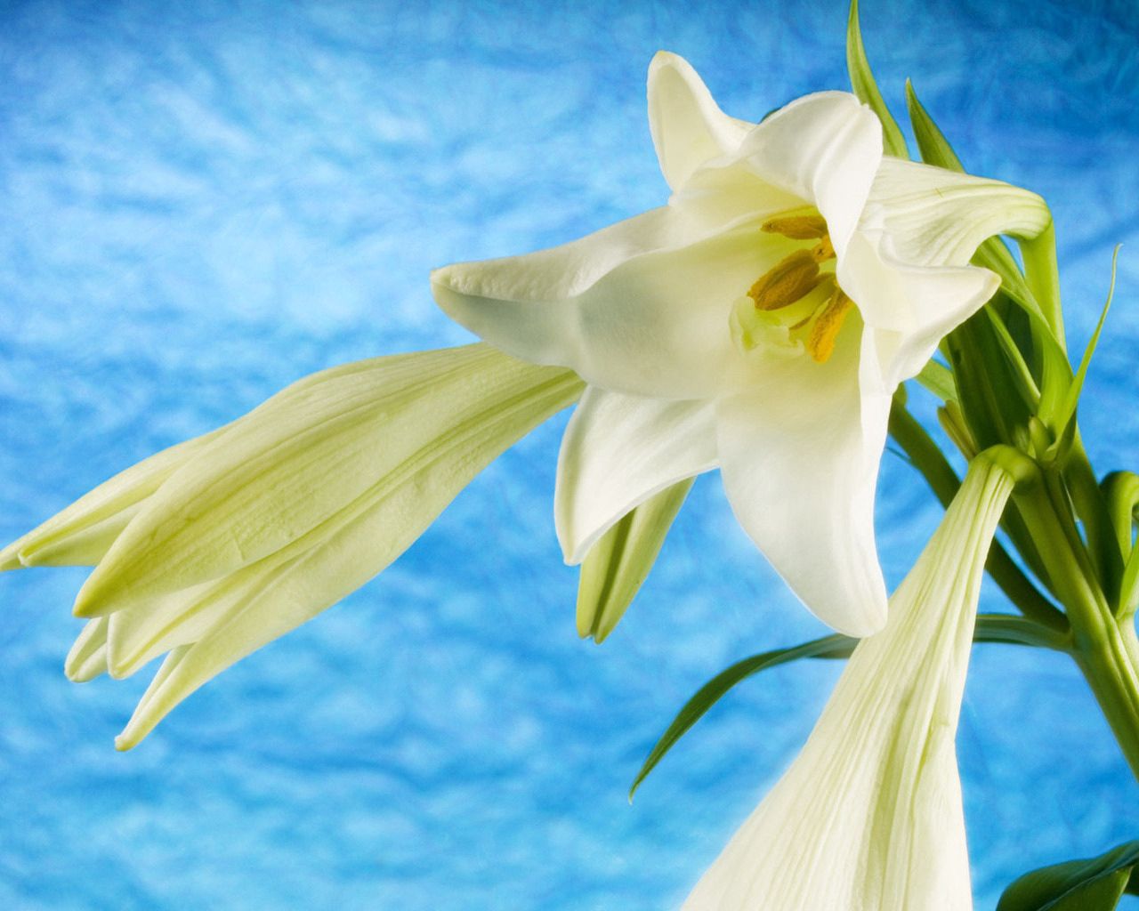 lily, flowers, white, stem, buds