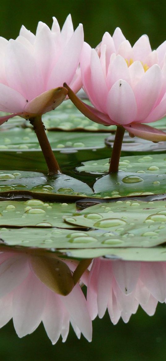 lily, water lilies, water, leaves, quiet, reflection, drop