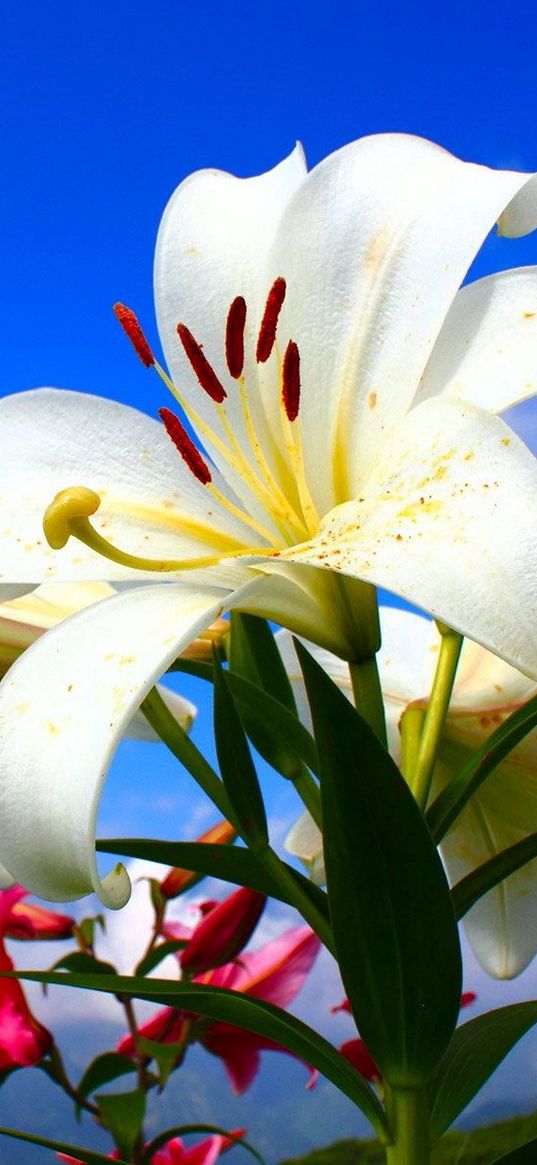 lilies, flowers, lots, sky, clouds, sunny, mood