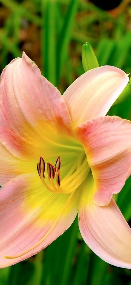 lilies, flowers, garden, herbs, buds, stamens