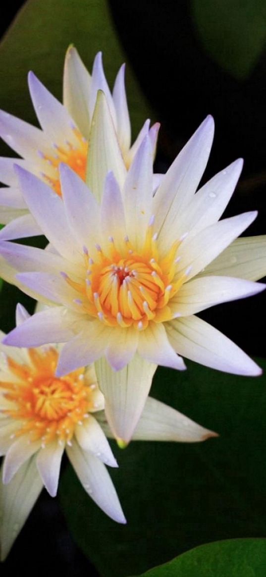 lily, water lilies, leaves, water, close-up