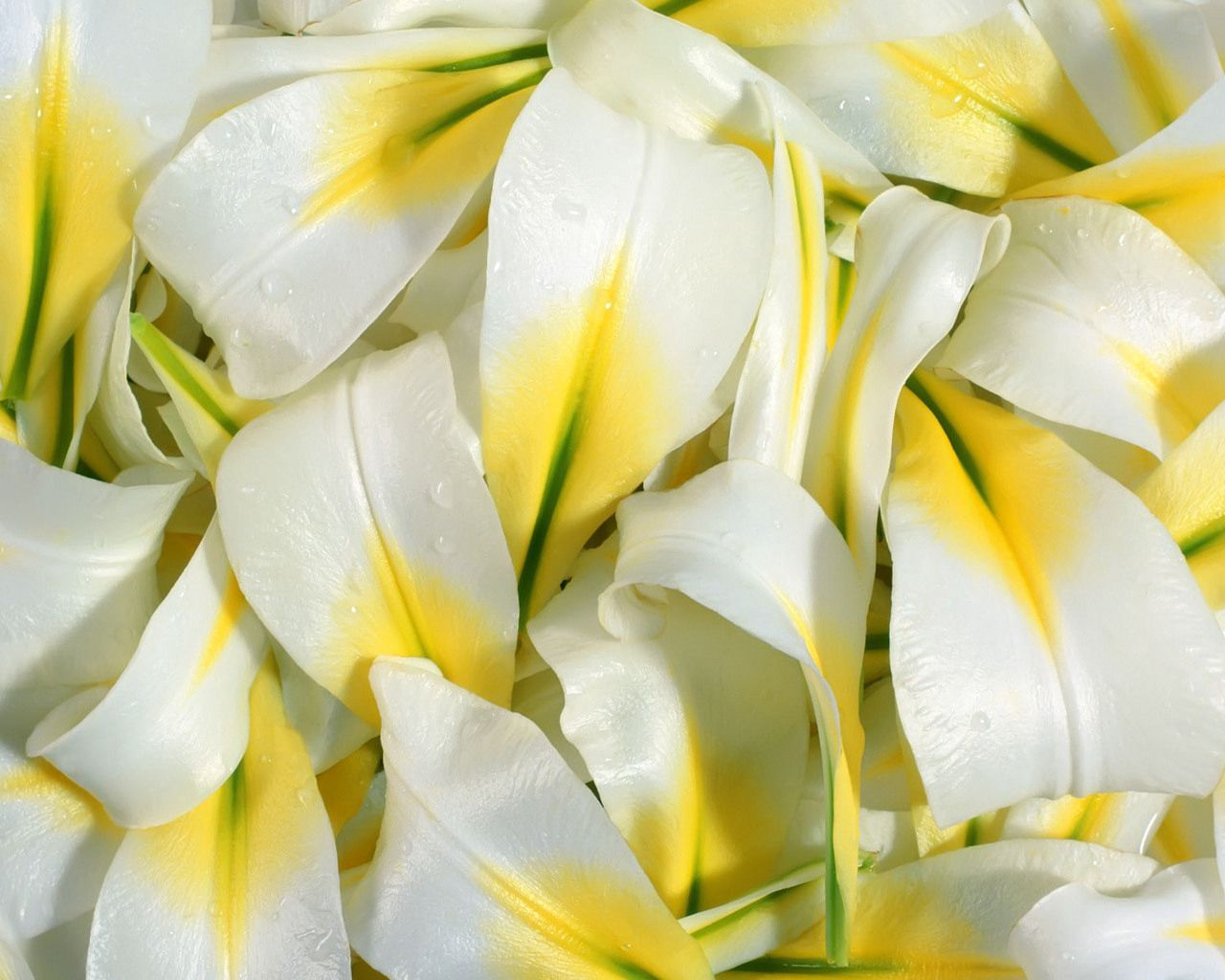 lily, petals, white, drops