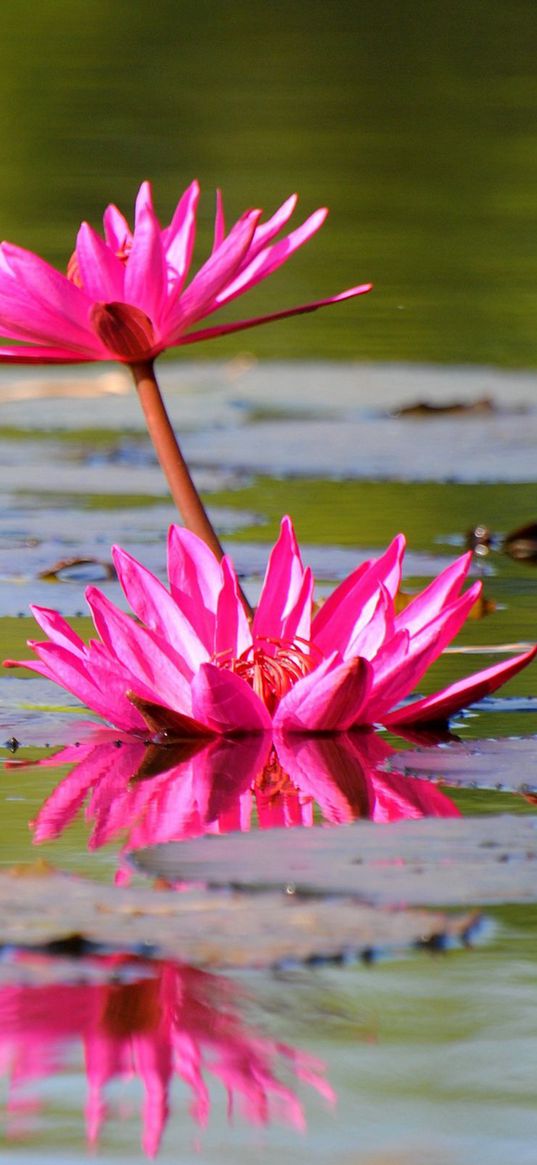 lily, water lilies, leaves, water, quiet, reflection, bud