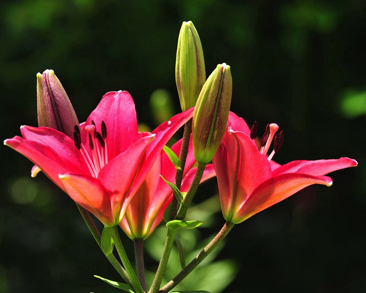 lilies, flowers, stamens, buds