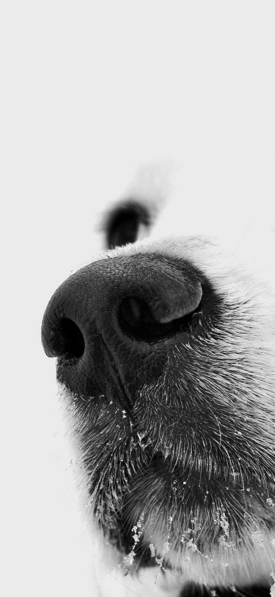 dog, muzzle, white, nose