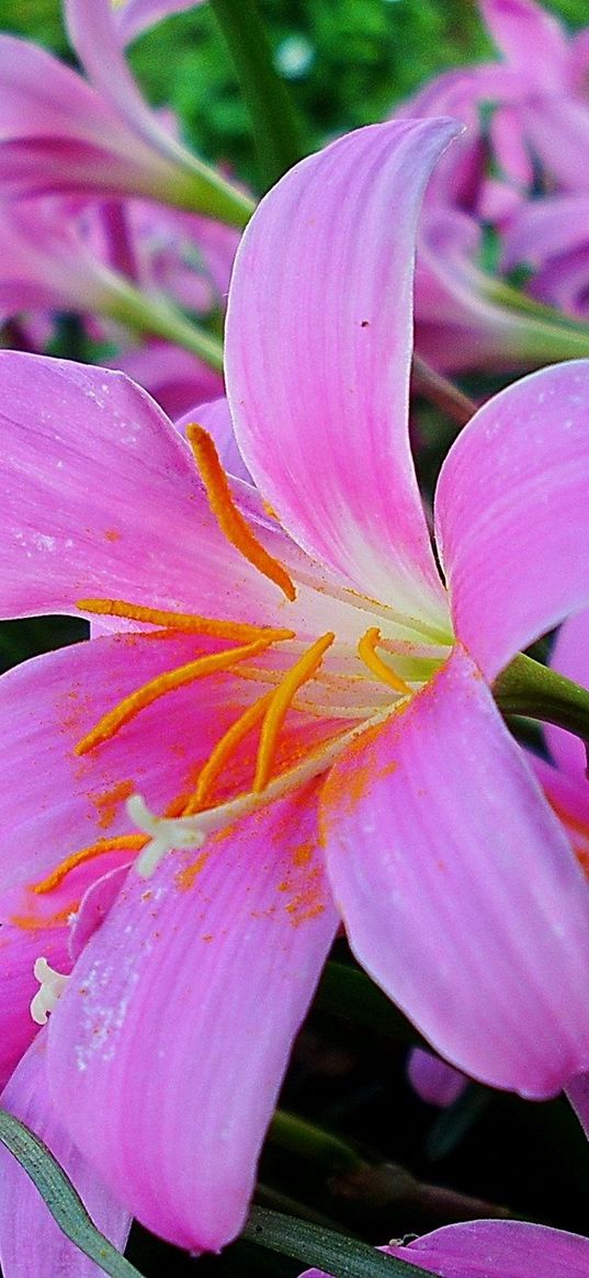 lilies, flowers, garden, herbs, stamens