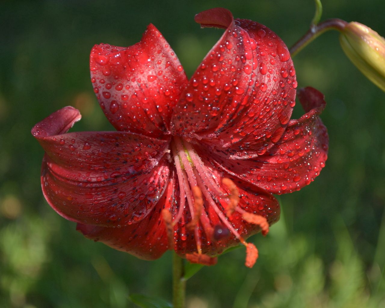 lily, flower, close-up, drop, red stamens