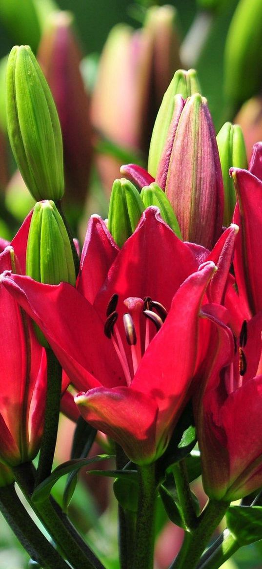 lilies, flowers, stamens, buds, sunny, summer