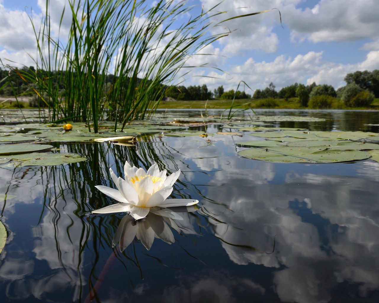 lily, swamp, leaves, water, sky, reflection, grass