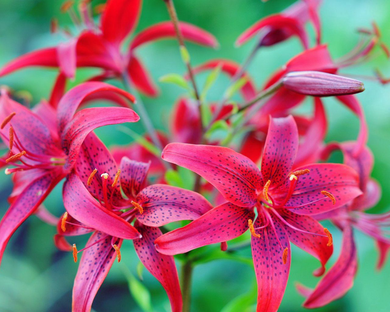 lilies, flowers, colorful, spotted, stamens, green