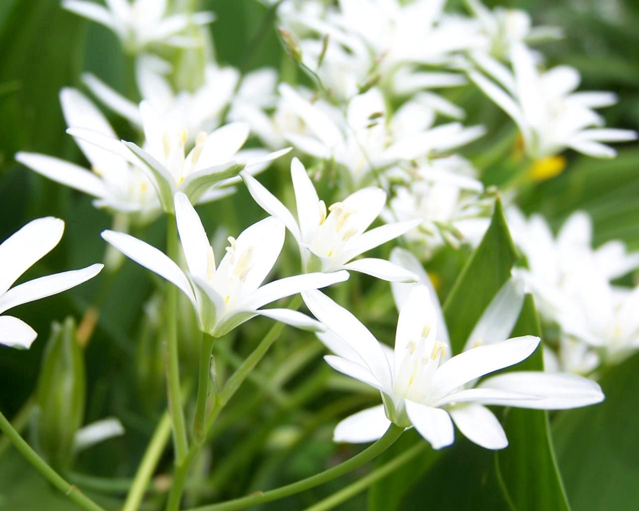 lily, flowers, white, tender, green