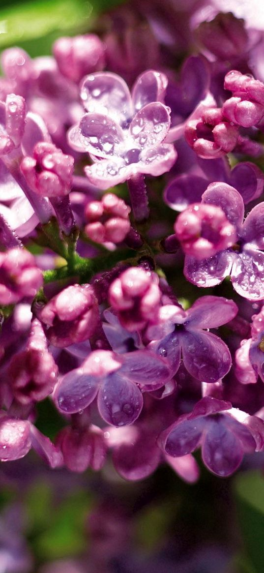 lilac, branch, drops, leaf, close-up