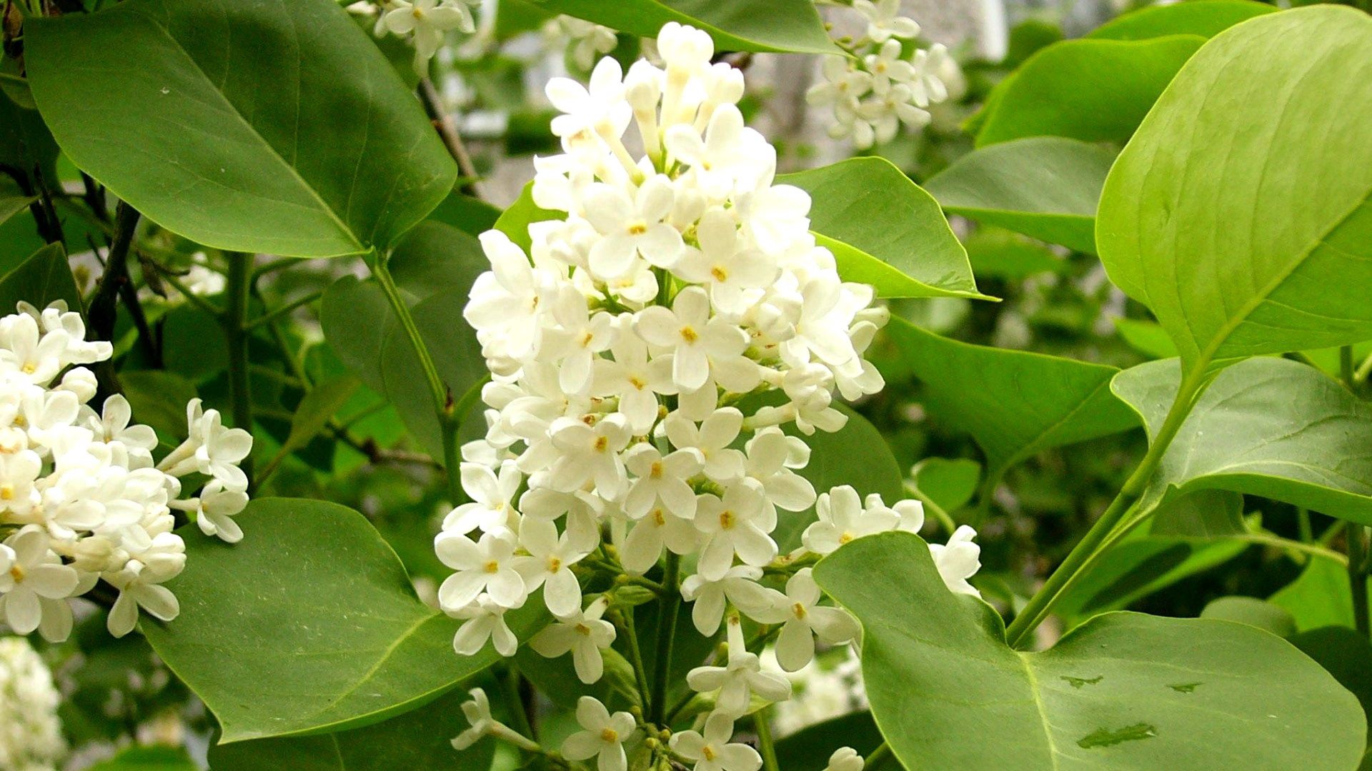 lilac, white, flower, leaves, mood